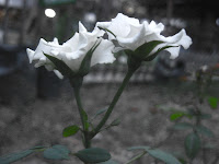 fruits and flowers