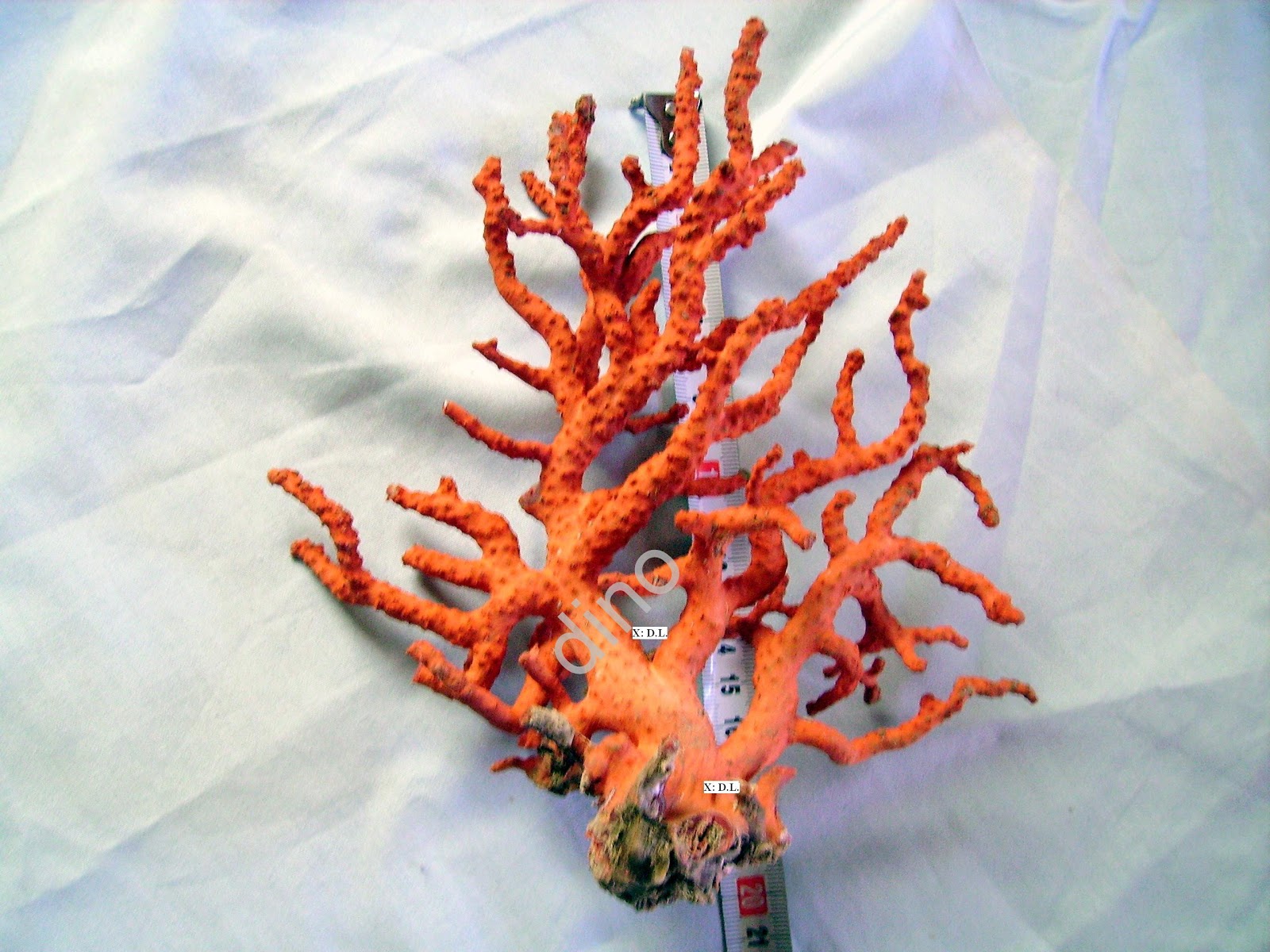 La pesca artesanal del coral rojo, buceo. Fishing red coral for sale