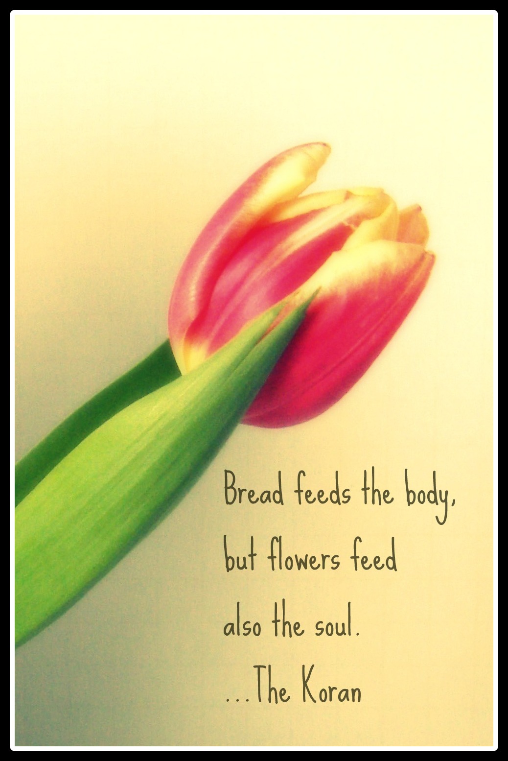 Tulips In Love With It Quotes. QuotesGram