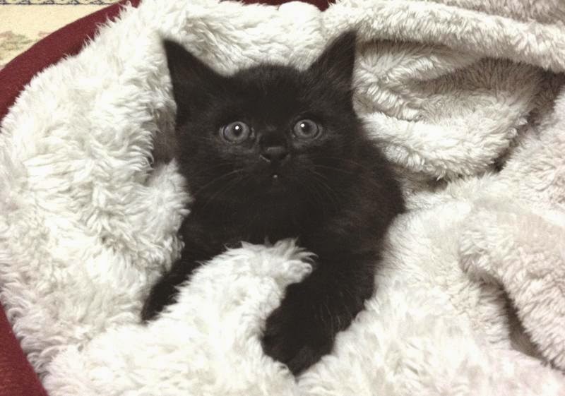 わさびちゃんち 黒猫の不思議な力