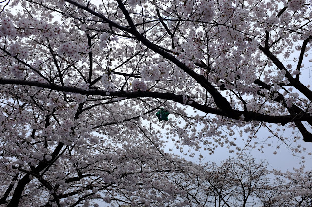 Hanami Sakura Yoyogi Park Shibuya 渋谷 代々木公園花見
