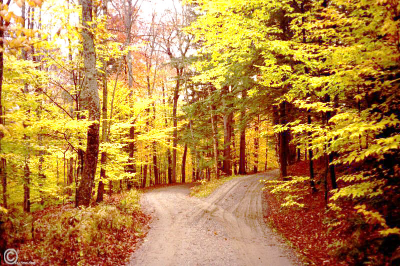 Two Roads Diverged In A Yellow Wood Meaning In Hindi Robert Frost's "The Road Not Taken": The Meaning You Never Knew Until