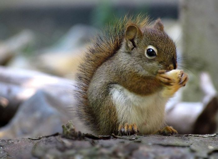 funny squirrel pictures funny squirrel pictures