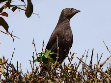 Fauna Bacia Taquari-Antas - Fonte: Aepan-ONG - Série: Aves