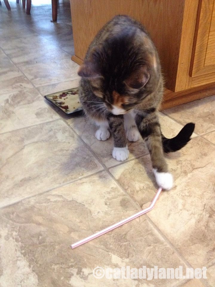 Catladyland Cats are Funny Not the Last Straw