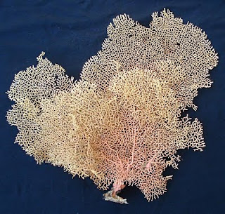 The Boutons: Fan of Sea Fans