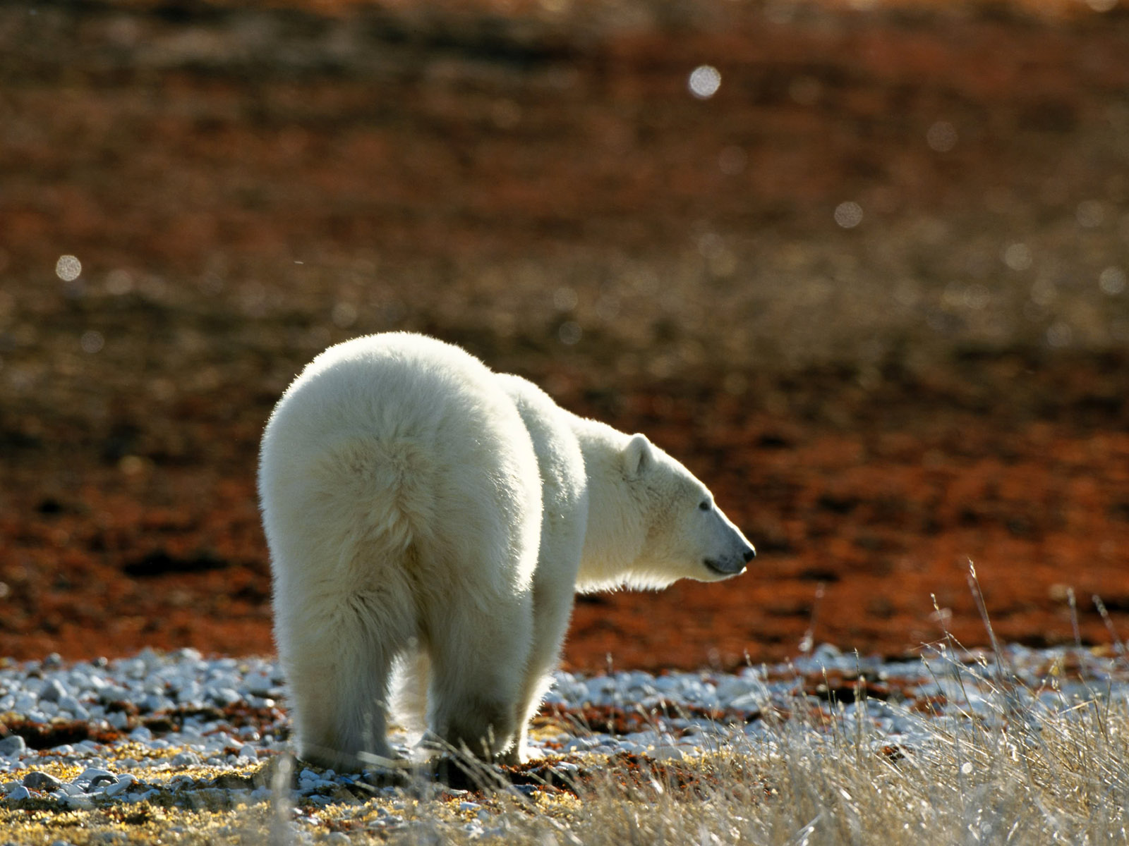 http://2.bp.blogspot.com/-2hoU8qcxOE8/UMBibikyw1I/AAAAAAAAA7A/RqzQv-ebijM/s1600/Animals+Wallpapers+(44).jpg