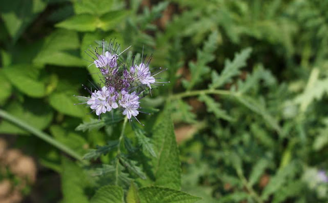 Phacelia Tanacetifolia Flowers Pictures