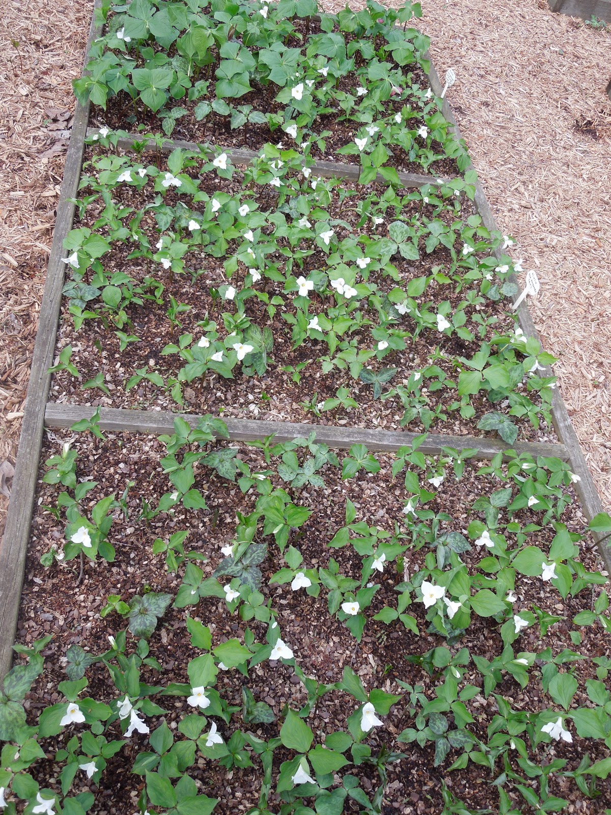 Pa Environment Digest Blog Rain Gardens Can Help Slow The Flow Of