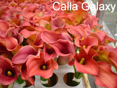 Calla Galaxy