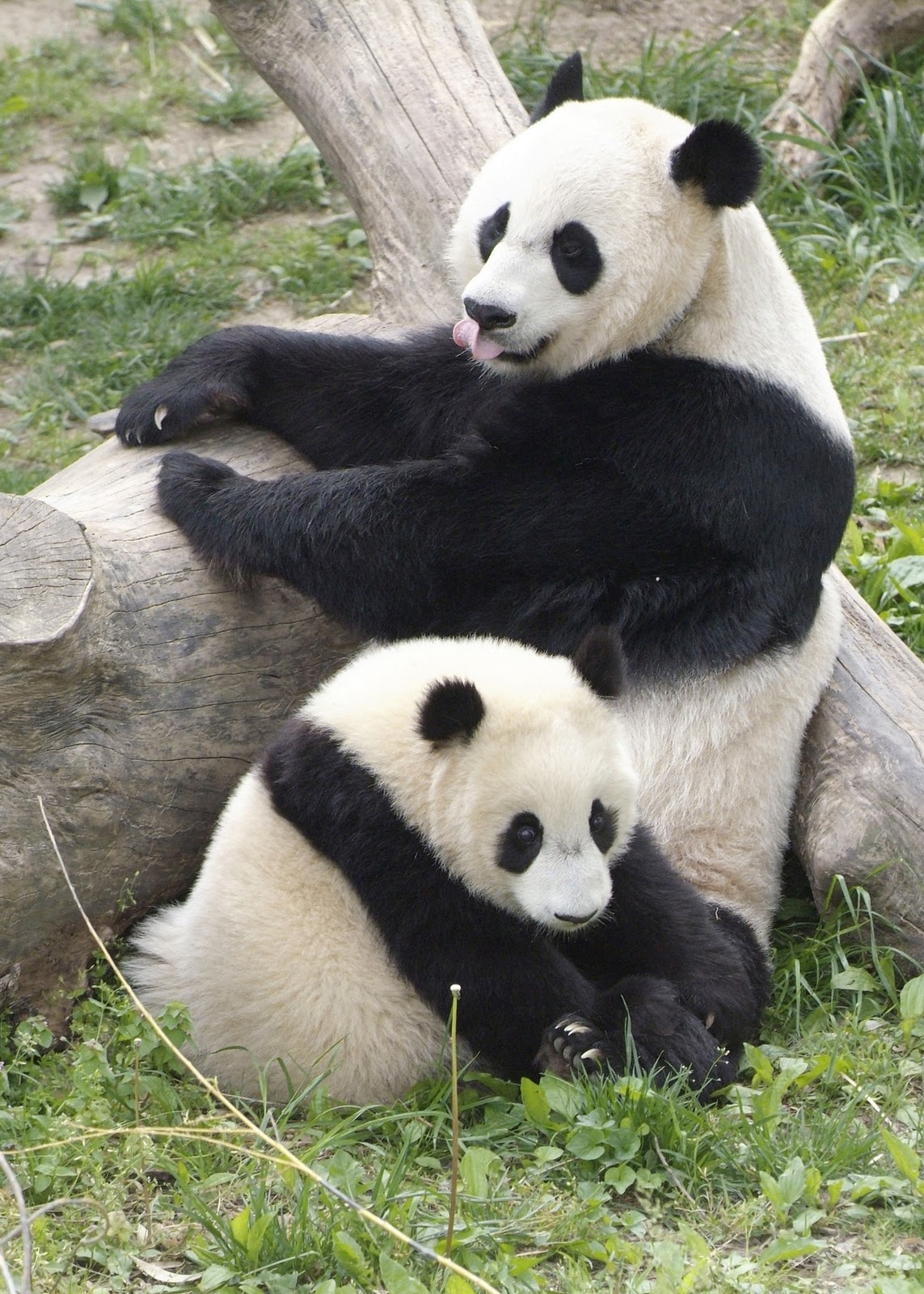 Résultat d’images pour pandas