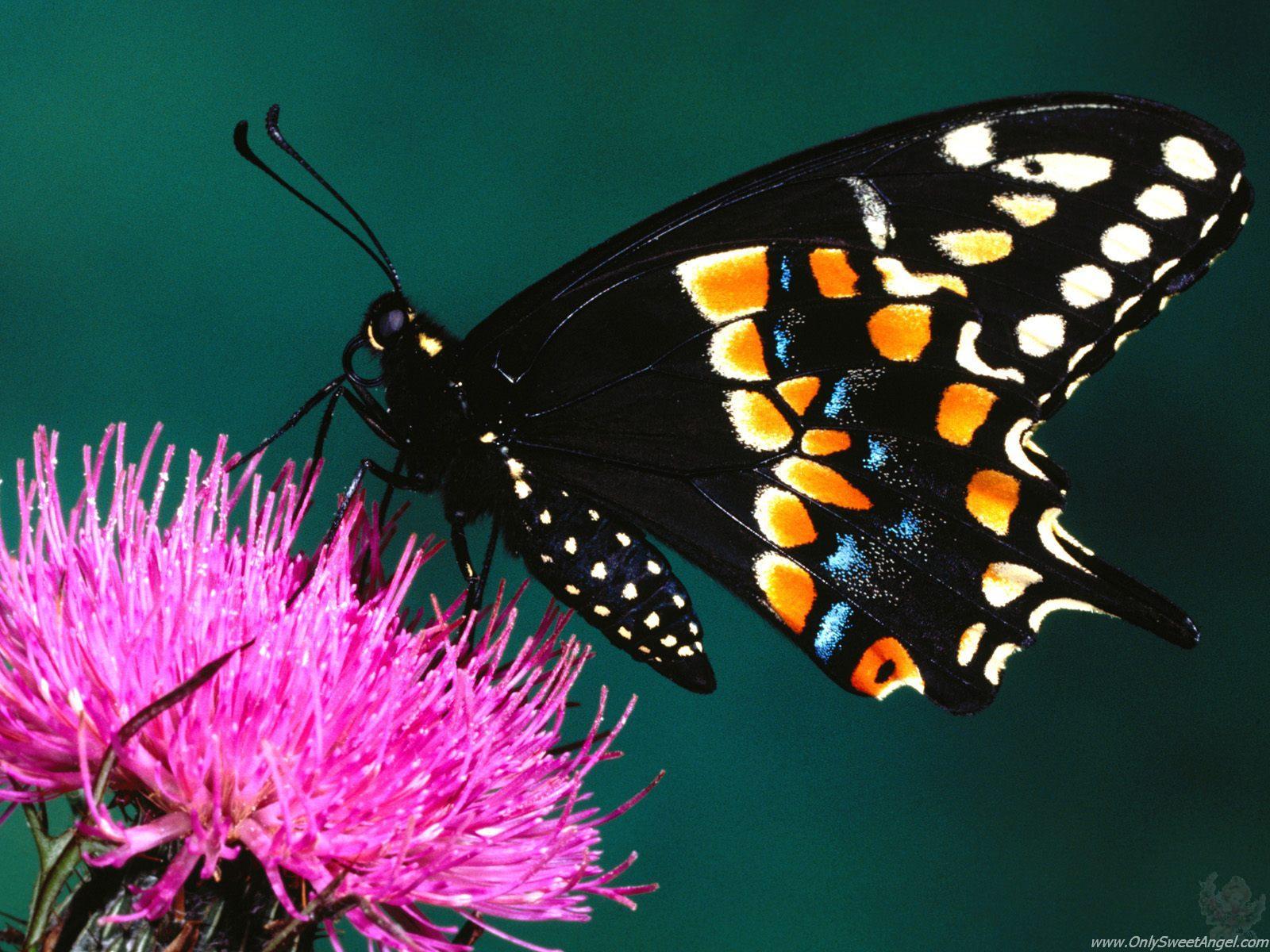 Beautiful Butterflies Photos