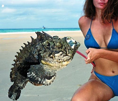 australian stonefish animals hell fish australia return deaths stone creatures animal mails weekly crocodile most planet welcome