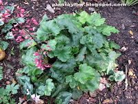 Heuchera sanguinea