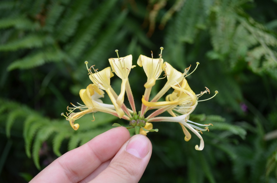 The Hermitage Weed Wife