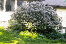 Ms Kim back yard lilac