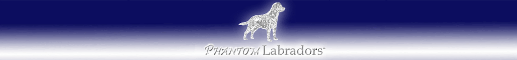 Silver Lab Puppies at Phantom Labradors