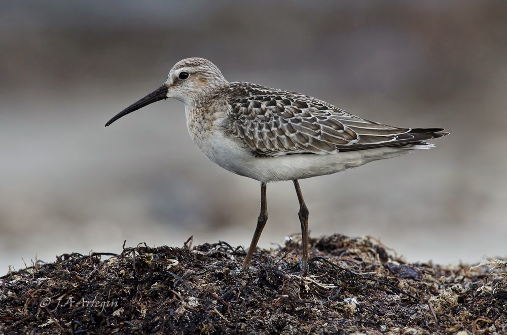 correlimos zarapitin, Calidris ferruginea, Curlew Sandpiper correlimos zarapitin, Calidris ferruginea, Curlew Sandpiper