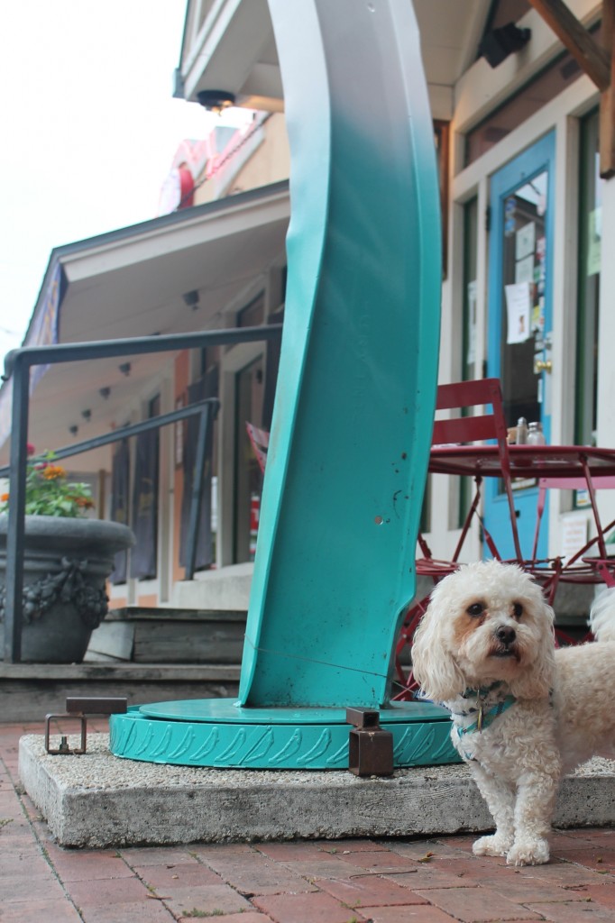 What To Do In San Antonio: Best Dog-Friendly Restaurants In San Antonio