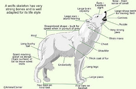 Anatomy Of The Body: Wolf Anatomy