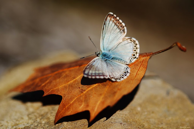 DECORANT LA NATURA