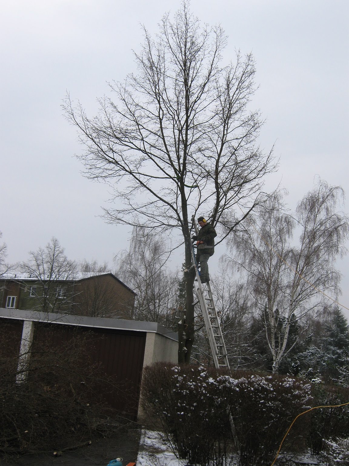 Orschel Hagen Orschel Hagen Mein Freund Der Baum