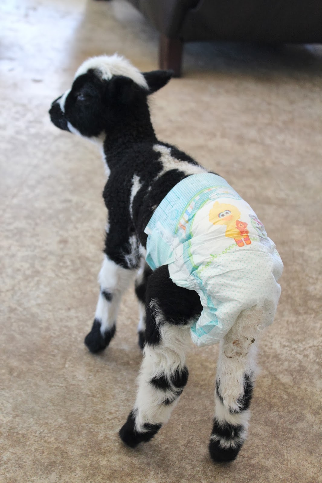 Blind Bottle Lamb