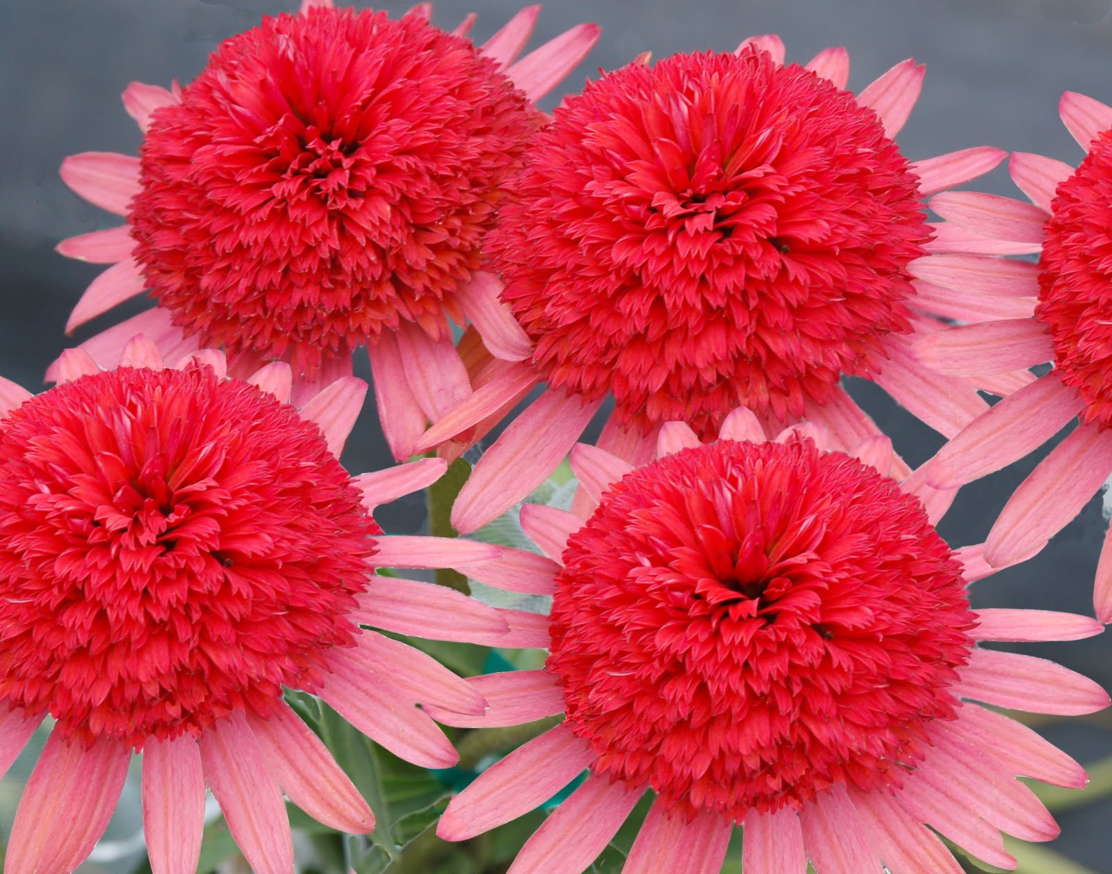 Echinacea (Coneflower) Flowers