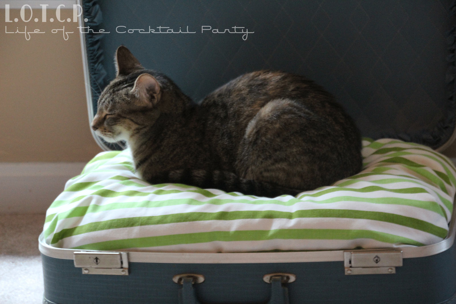 Lesley Stein Design Quick and Easy Cat Bed