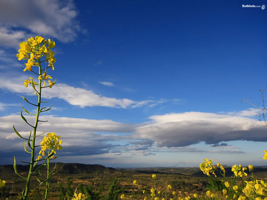 ND Wallpapers -111 - Wallpaper - Box