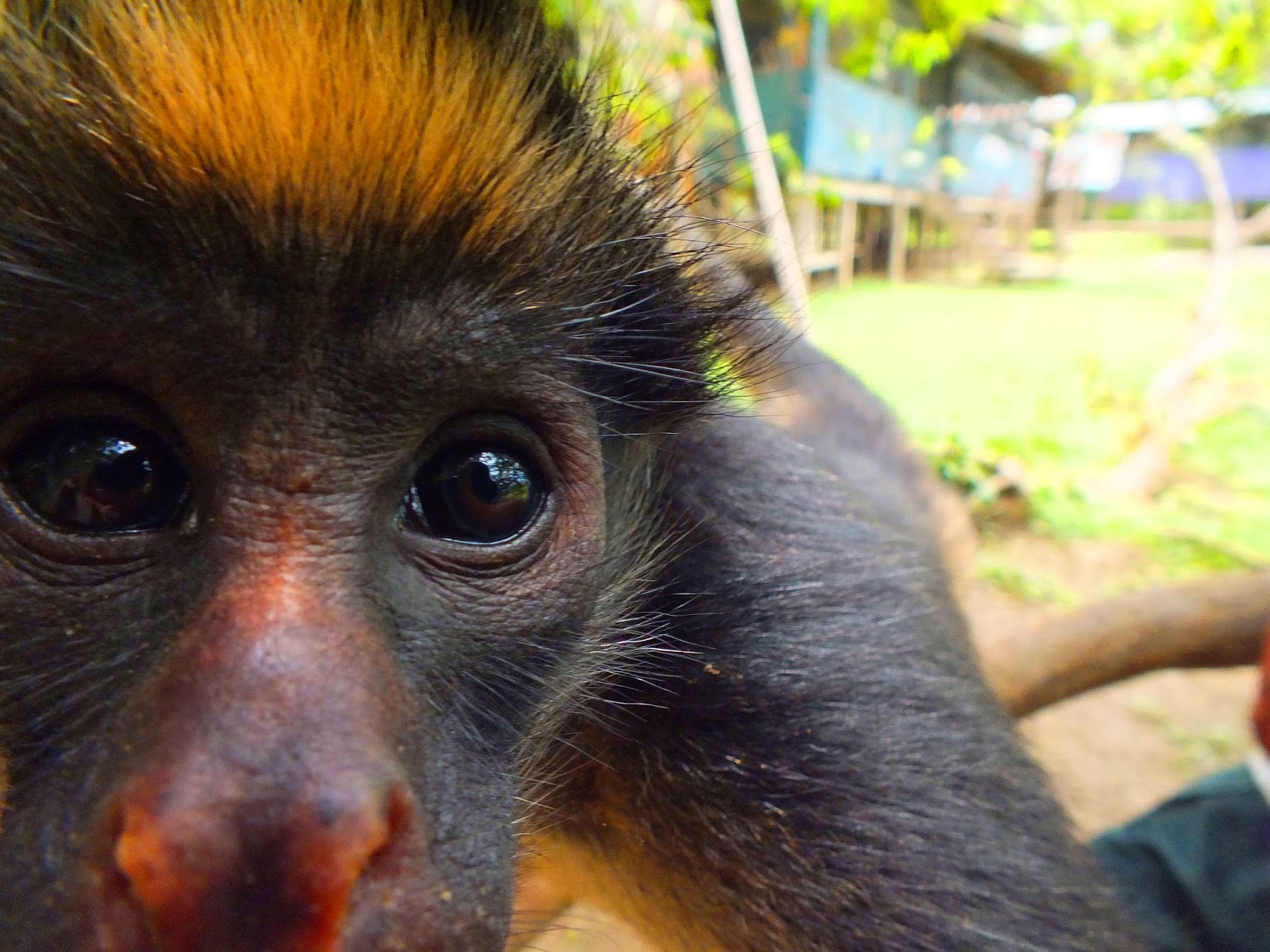 A Journey of 10,000 Miles to Antarctica La Isla de Los monos (monkey