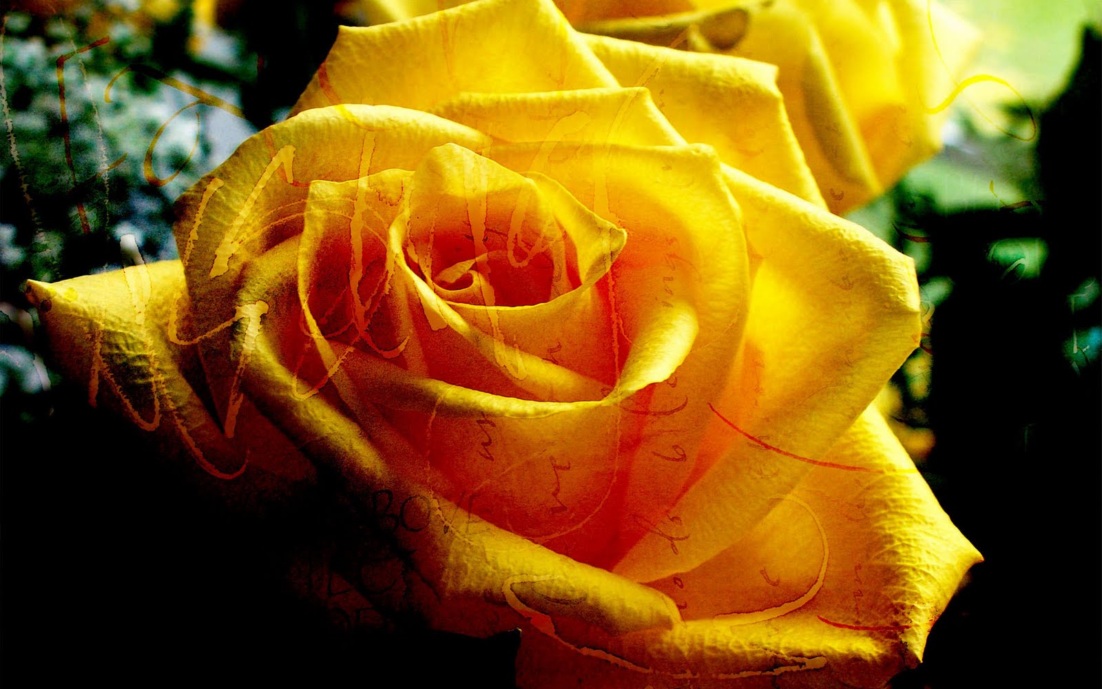 Yellow Wallpaper Yellow Rose HD Wallpaper Download Free