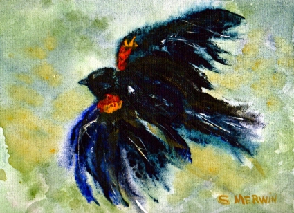 Black Birds on Red Winged Black Bird   Wallpapers 2012