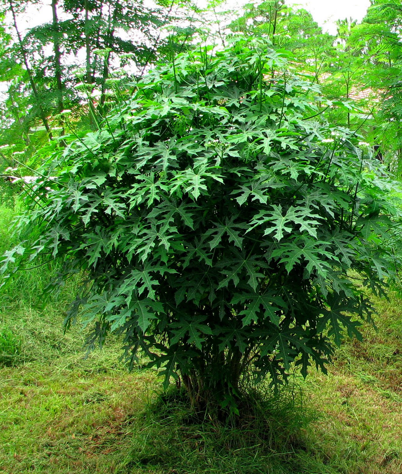 The Back Forty Green July