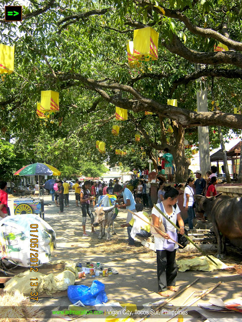 Carabao Painting 2012 Vigan