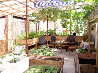 Thiết kế lắp đặt vườn rau sạch tại nhà