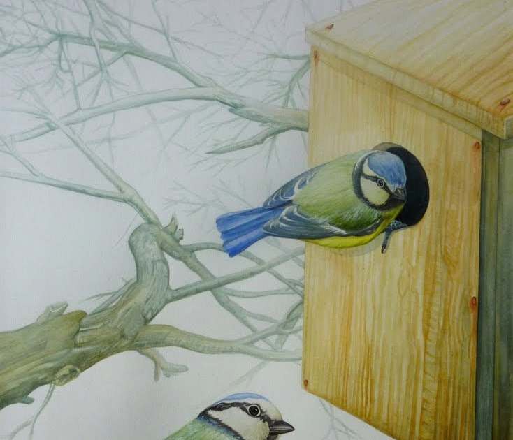 Biobricolaje: Cajas nido, construcción y colocación.