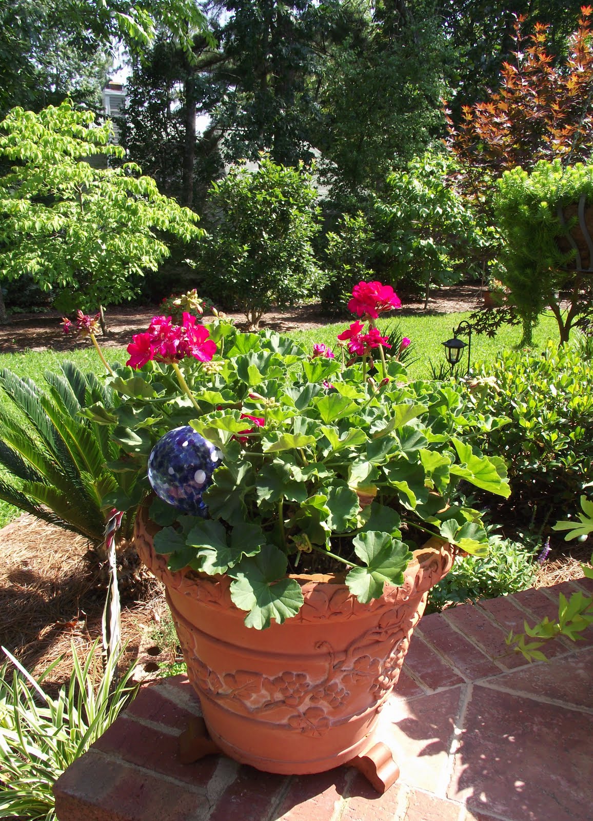 A WHITEWASHED COTTAGE: Beautiful Garden and Potted Plants