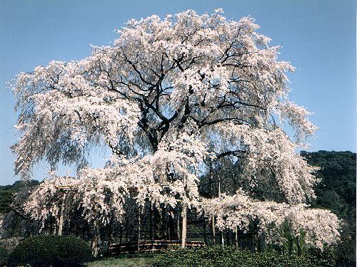 Arboles japoneses - Imagui