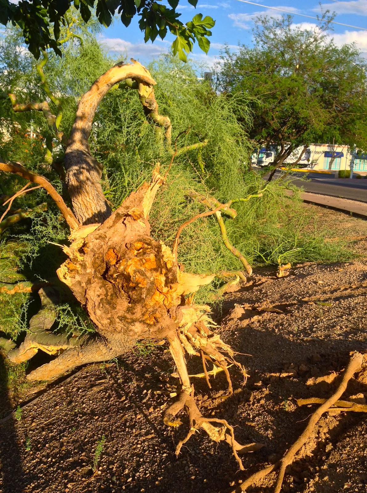 Scottsdale Daily Photo Photo Uprooted Palo Verde Tree