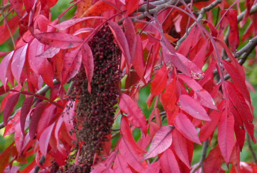 KY Natural Inquirer Sumac in the Fall