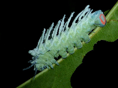 Attacus atlas caterpillar Attacus atlas caterpillar