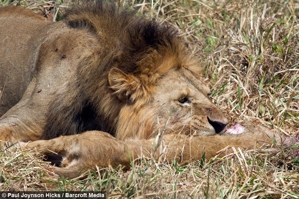 Bad lion! Cannibal Lion eats a helpless lion cub (photos)