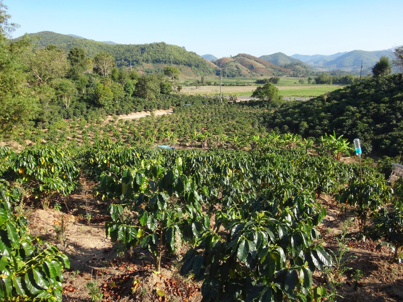 Loata Thai Coffee Farm The Mosbys in China