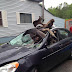 Bullwinkle Down! Hyundai totalled... people, do NOT take out a moose with your Hyundai...