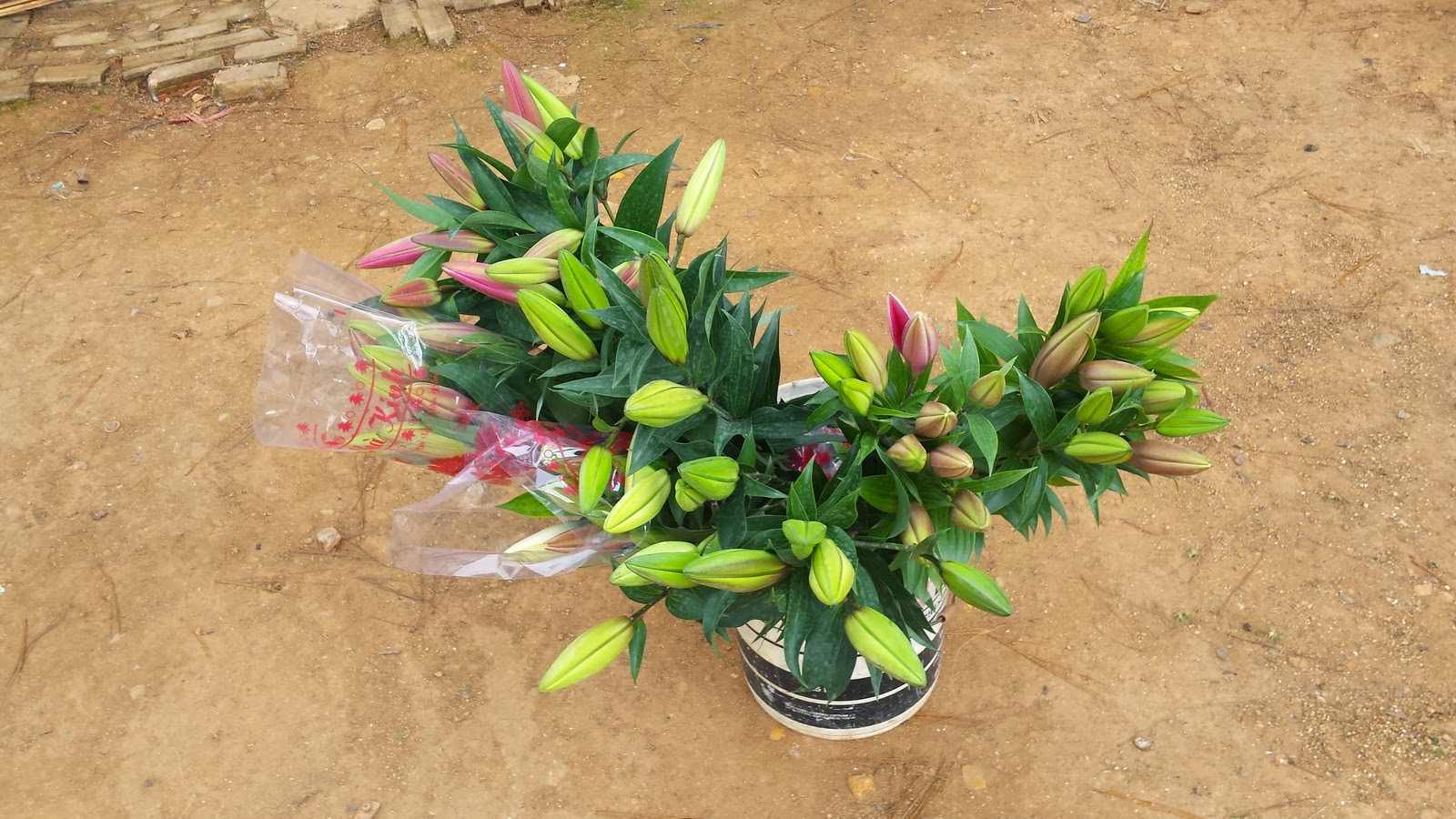 đà lạt:cung cấp hoa ly giá sỉ tại vườn.giá gốc không qua trung gian - 10