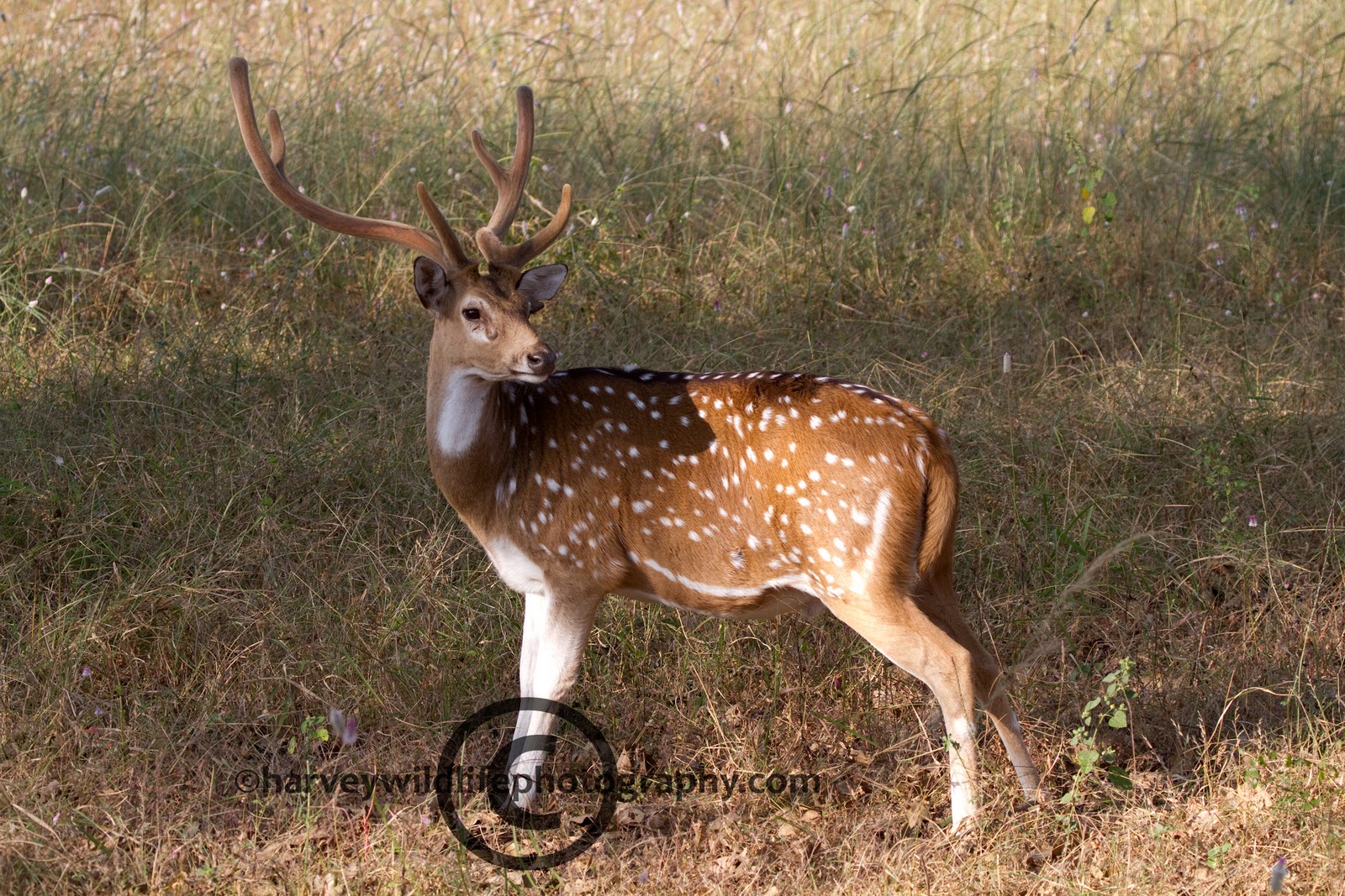 Harvey Wildlife Photography