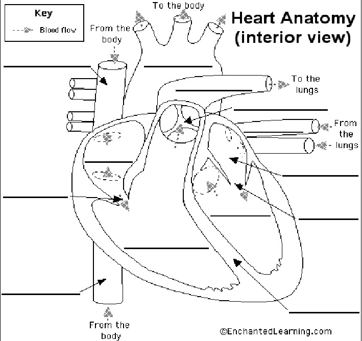 human heart diagram with labels. heart diagram with labels.