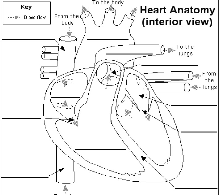 katieyunholmes: heart diagram unlabeled
