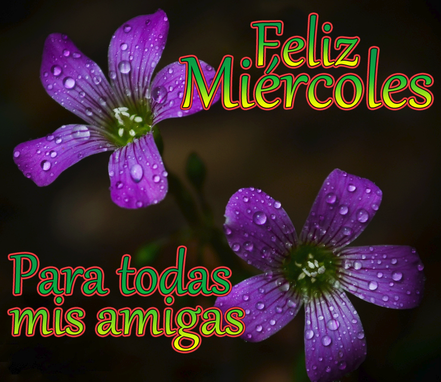 Imágenes con frases bonitas y mensajes de felíz miércoles – información BANCO DE IMÁGENES GRATIS: Postales con mensajes para todos los días de